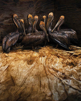 Illustration for article titled Strikingly beautiful pictures show the horrors of the BP oil spill